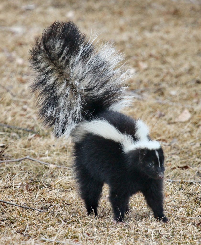 American skunk